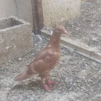 کفتر|پرنده|شیراز, کفترک|دیوار