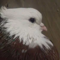 کفتر طوقی پاک|پرنده|مینودشت, |دیوار