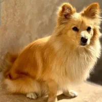 اشپیتز پاور نسکافه ای