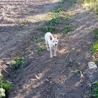 پاکوتای نر|سگ|میانه, |دیوار