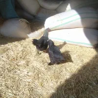 دوتامرغ خونگی|حیوانات مزرعه|محمدیه-قزوین, |دیوار