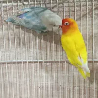 گرینچیک نرکوتوله جفت باجوجه نرماده تک باضمانت کتبی