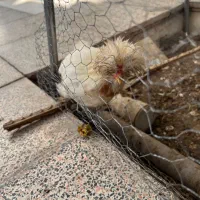 مرغ و خروس سلطان|حیوانات مزرعه|اردکان, |دیوار