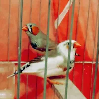 فنچ|پرنده|سبزوار, شرق کال میانی|دیوار