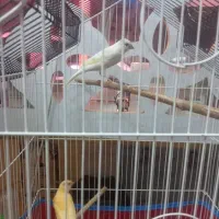 یک جفت قناری .