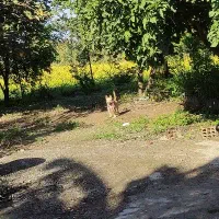 سگ پاکوتاه