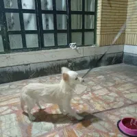 سگ آروم و بی صدا|سگ|شیراز, گلشن|دیوار