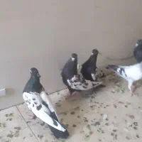 کبوتر