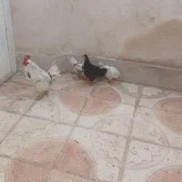 جوجه، مرغ، خروس