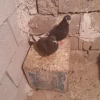 نرماده خشرنگسیاه چپ سبز بدرنگ سبز|پرنده|شیراز, فرودگاه شهید دستغیب شیراز|دیوار