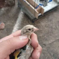 جوجه سهره