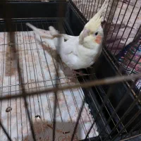 فروش عروس هلندی