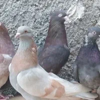 کبوتر خوب،سینه ای و سرور