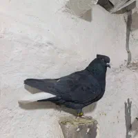 سیاه دم سفید|پرنده|مرودشت, رامجرد یک|دیوار