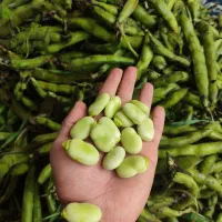 دانه باقلا درشت و سبز