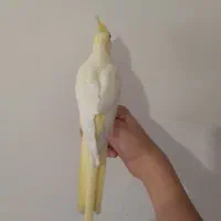 عروس هلندی مولد