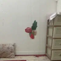 گربه اهلی پیدا شده