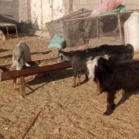 بز داشتی جوان شکم اول|حیوانات مزرعه|لیکک, |دیوار