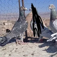 دوعددسارقلدورکرمانی مناسب جفتگاهوا