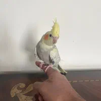 یک عدد عروس هلندی