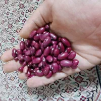 لوبیا قرمز امسالی|خوردنی و آشامیدنی|خان ببین, |دیوار