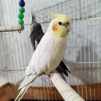 طوطی عروس هلن
