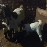 فروشی|حیوانات مزرعه|بروجرد, |دیوار