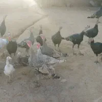 بوقلمون|حیوانات مزرعه|دشت ذهاب, |دیوار