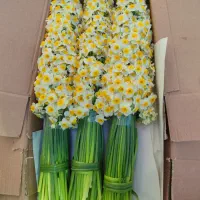 پخش عمده گل نرگس