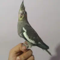 طوطی برزیلی دستی|پرنده|ساوه, |دیوار