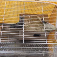 فروش عروس هلندی|پرنده|اسفراین, |دیوار