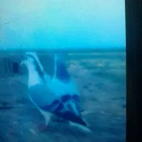 یک جفت کفتر ساده امری