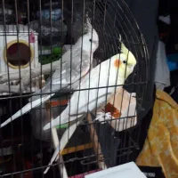 عروس‌هلندی‌