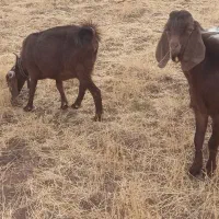 فروش بز  دور پاکستانی