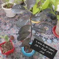 فروش ویژه گل‌های آپارتمانی سالم|گل و گیاه طبیعی|ایرانشهر, |دیوار