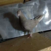 کبوتر رنگه