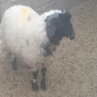 فروش بره نر