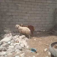 بره نر وماده|حیوانات مزرعه|بندرعباس, |دیوار