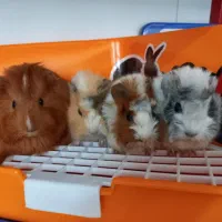 انواع خوکچه هندی دررنگبندیهای متنوع باکارت سلامت