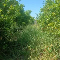 تمیزکاری باغ و باغچه