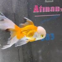 گلدفیش گرید A