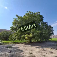 فروش عکس هنری دیجیتال با کیفیت بالا