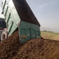 کود گاو  و گوسفند