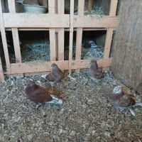 کبوتر سرخ کلادار