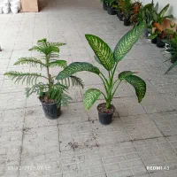 بهترین هدیه|گل و گیاه طبیعی|بندر ماهشهر, |دیوار