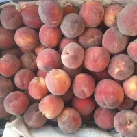 هلو زعفرانی روستاهای گلزار قریت العرب