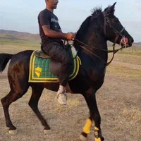 اسب نریان کرد مشکی واکسی