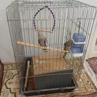 عروس هلندی دو عدد نر و ماده ۵۰ روزه میباشد|پرنده|تهران, دستغیب|دیوار