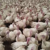 بوقلمون بیوتی 6|حیوانات مزرعه|اصفهان, ارغوانیه|دیوار