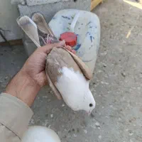 کله سفید کربلایی ساده آلمانی شامی پولک تهرانی ملقی|پرنده|بیرجند, |دیوار
